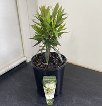 Golden Penda 'Little Penda' (Xanthostemon verticillatus) - Ladybird Nursery