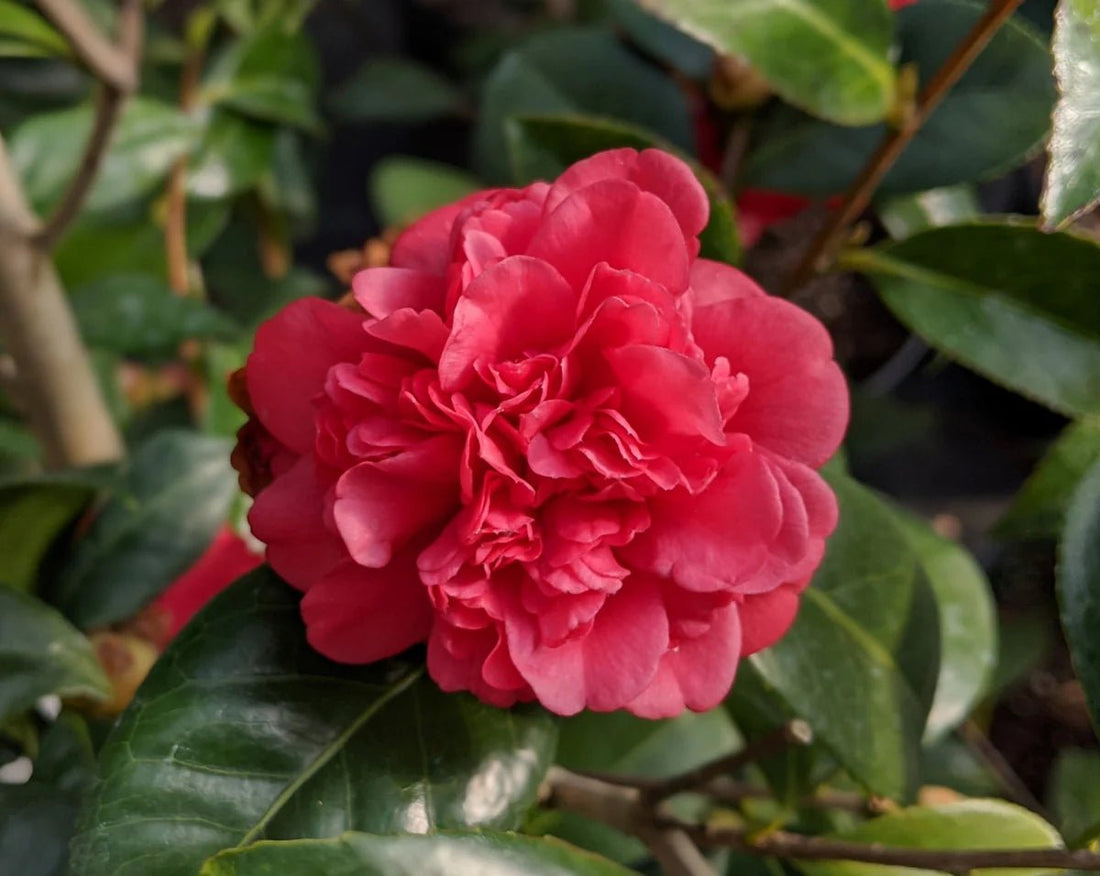 Camellia Little Slam (Camellia japonica) - Ladybird Nursery