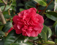 Camellia Little Slam (Camellia japonica)