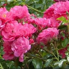 Rose ‘Little Chap'- 2ft Standard - Ladybird Nursery