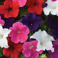 Petunia 'Lo Rider Mix'- 10 Cell Pot (PICK UP ONLY) - Ladybird Nursery