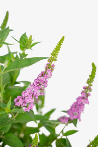 Butterfly Bush Lo &amp; Behold ™ Pink Micro Chip (Buddleja Lo)
