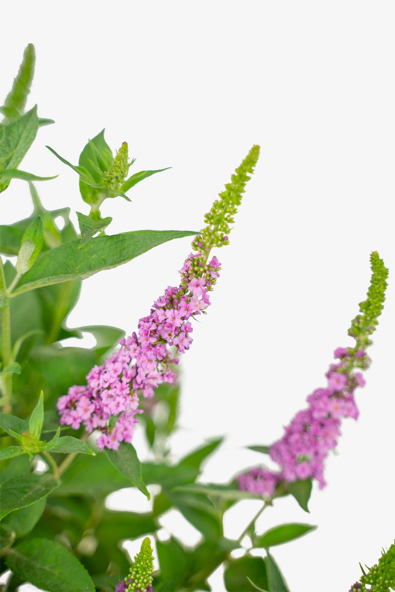 Butterfly Bush Lo &amp; Behold ™ Pink Micro Chip (Buddleja Lo)