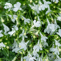 Lobelia Erinus 'Riviera White' 10 Cell Pot (PICK UP ONLY) - Ladybird Nursery