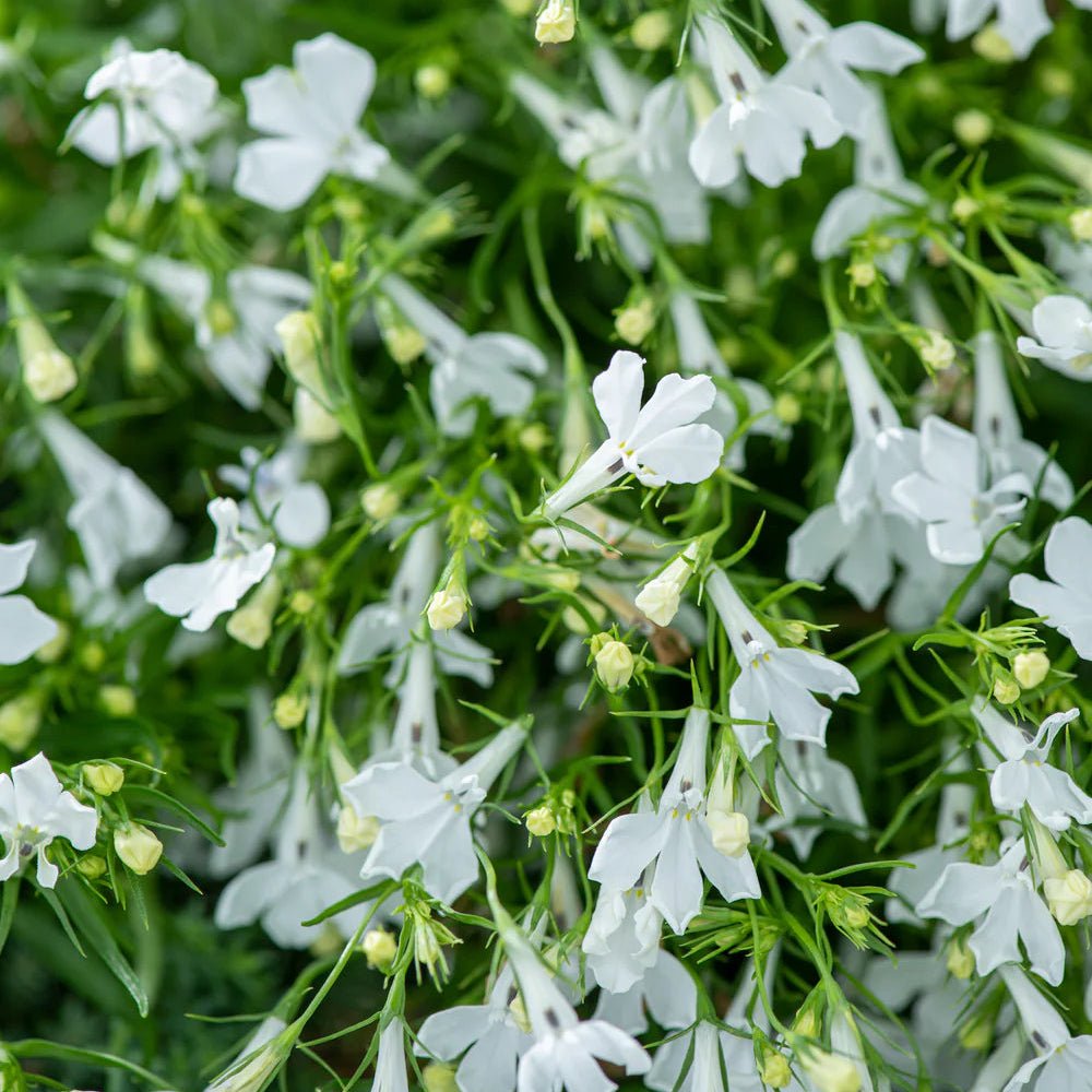 Lobelia Erinus 'Riviera White' 10 Cell Pot (PICK UP ONLY) - Ladybird Nursery