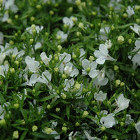 Lobelia Erinus 'Riviera White' 10 Cell Pot (PICK UP ONLY) - Ladybird Nursery