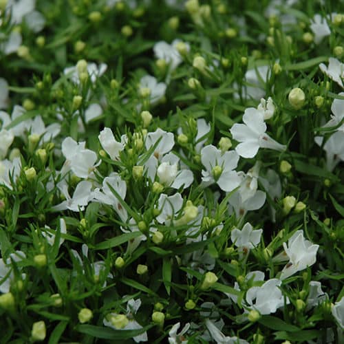 Lobelia Erinus 'Riviera White' 10 Cell Pot (PICK UP ONLY) - Ladybird Nursery