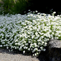 Sweet Alyssum 'Carpet of Snow' - 10 Cell (PICK UP ONLY) - Ladybird Nursery