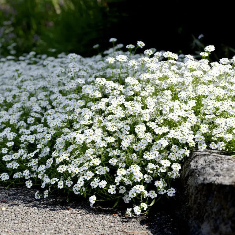 Sweet Alyssum 'Carpet of Snow' - 10 Cell (PICK UP ONLY) - Ladybird Nursery