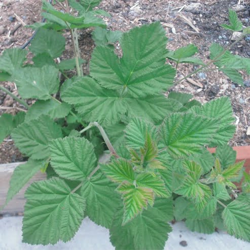 Loganberry Thornless - Ladybird Nursery
