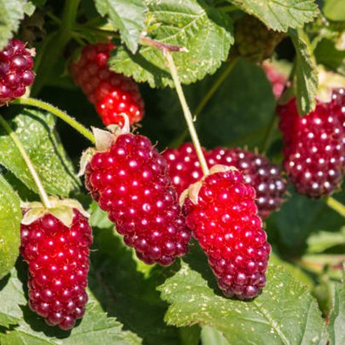 Loganberry Thornless