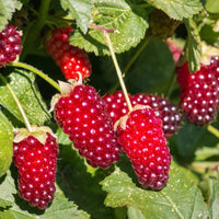 Loganberry Thornless