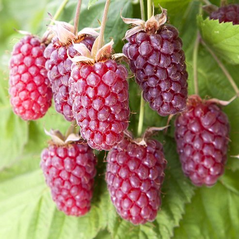 Loganberry Thornless