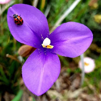 Purple Flag (Patersonia occidentalis) - Ladybird Nursery