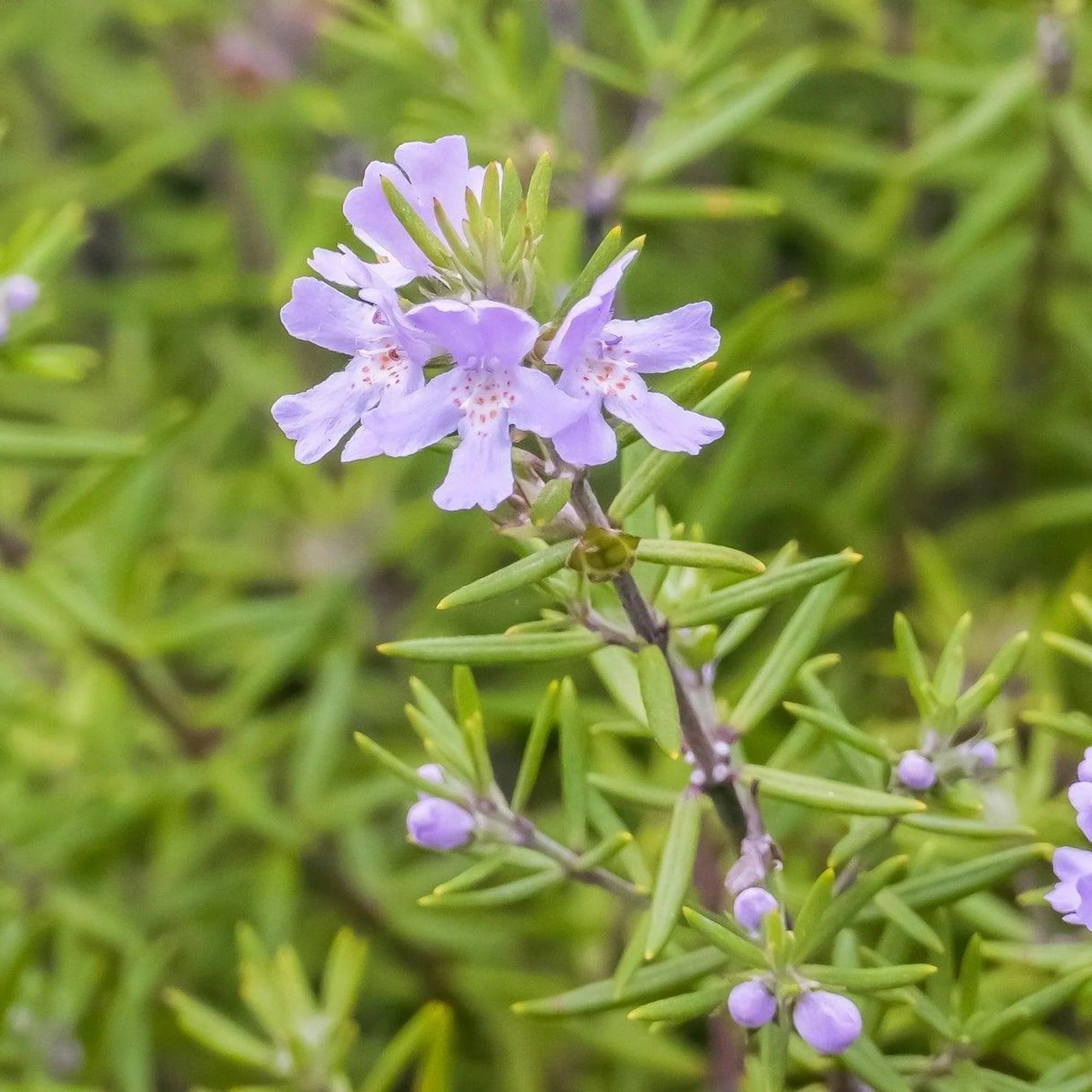 Coastal Rosemary 'Long - leaved' (Westringia) - Ladybird Nursery