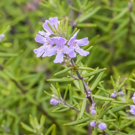 Coastal Rosemary 'Long - leaved' (Westringia) - Ladybird Nursery
