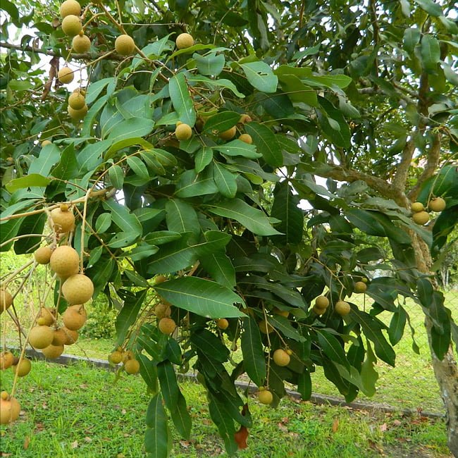 Longan Cats Eye - Ladybird Nursery
