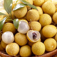 Longan (Kohala) Fruit Tree