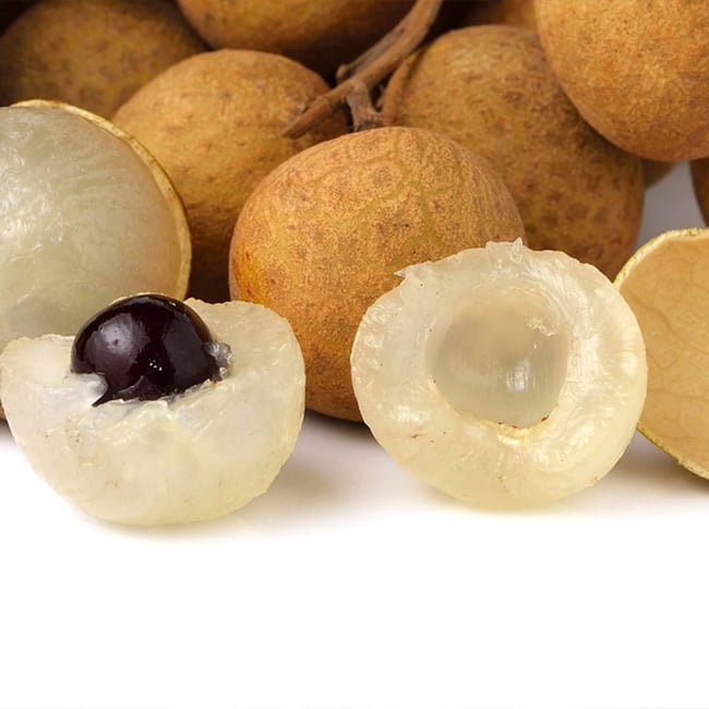 Longan Seedling - Ladybird Nursery