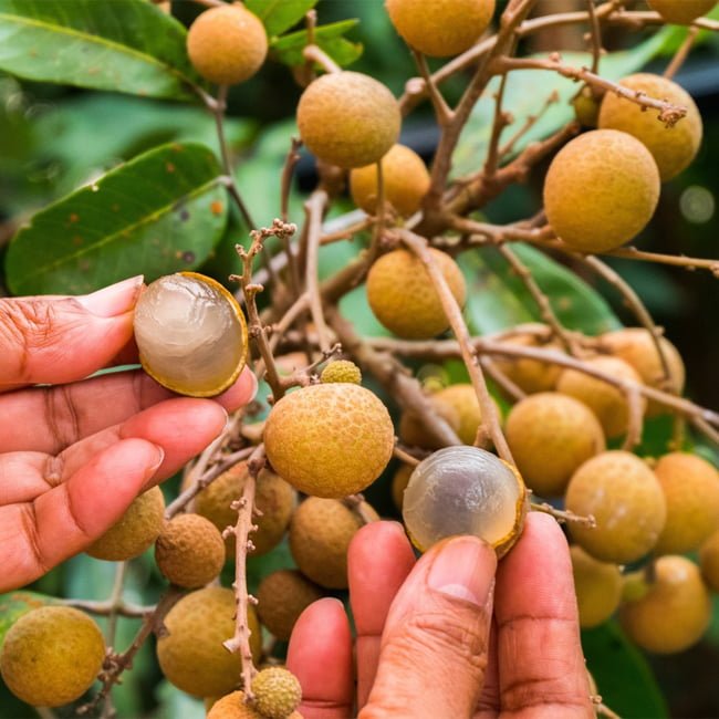Longan Seedling - Ladybird Nursery