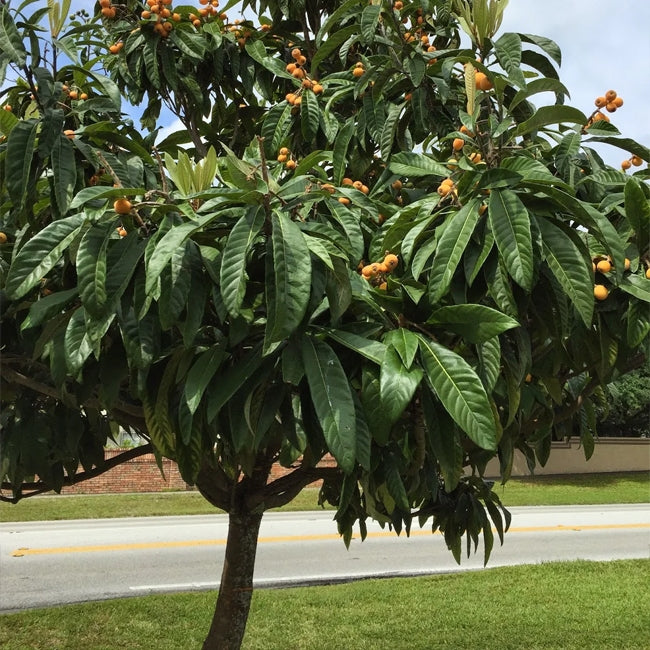 Loquat (Eriobotrya japonica) Seedling