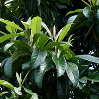 Loquat Springtime Seedling