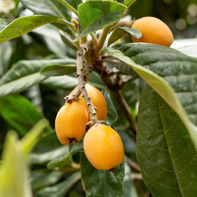 Loquat Springtime Seedling