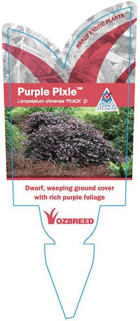 Loropetalum Purple Pixie™ (Loropetalum chinense) - Ladybird Nursery