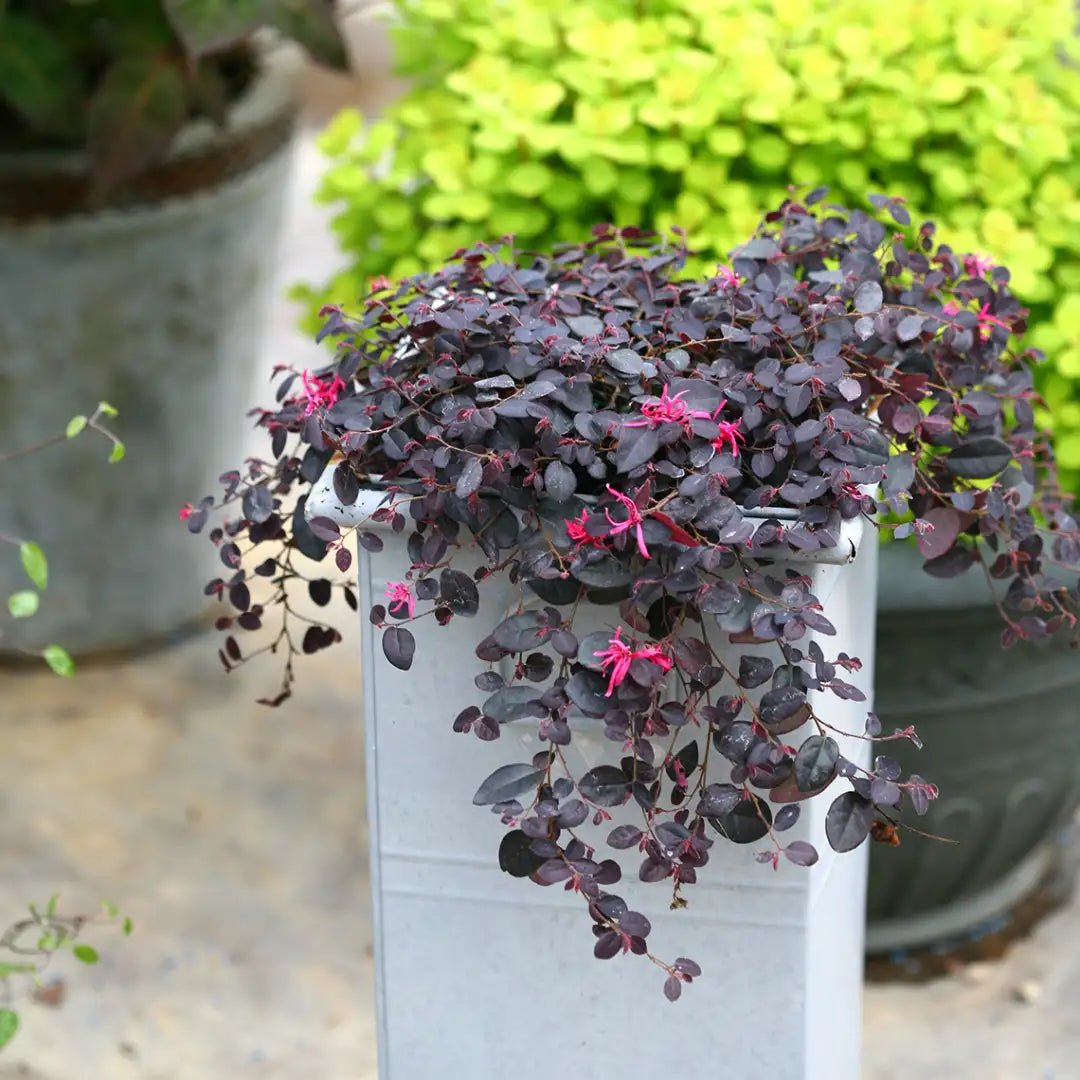 Loropetalum Purple Pixie™ (Loropetalum chinense) - Ladybird Nursery