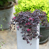 Loropetalum Purple Pixie™ (Loropetalum chinense) - Ladybird Nursery