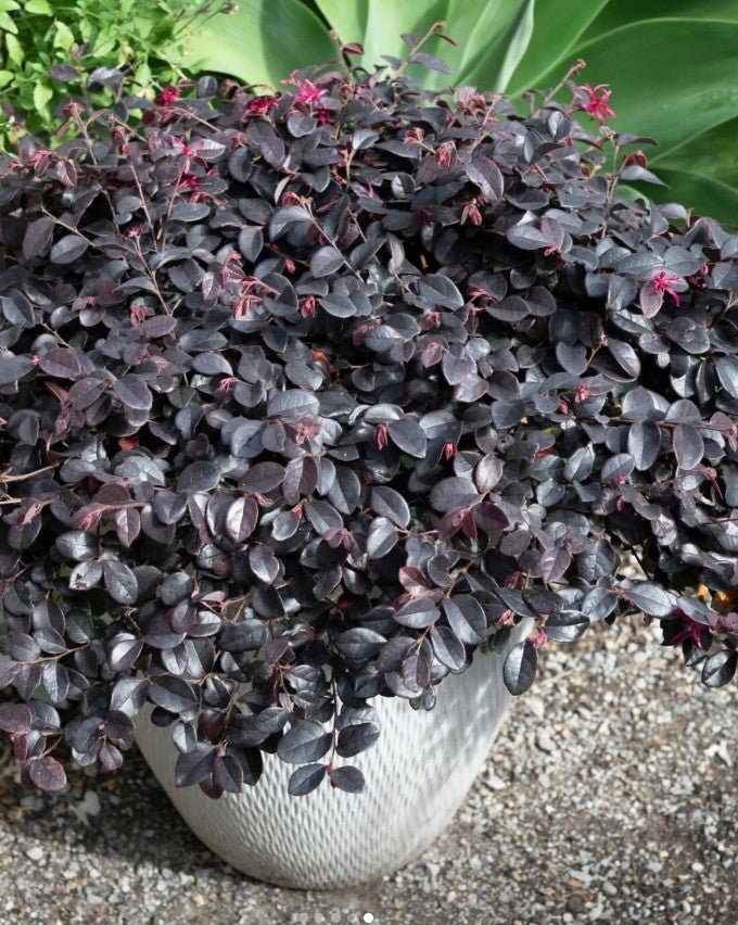 Loropetalum Purple Pixie™ (Loropetalum chinense) - Ladybird Nursery