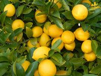 Lotsa Lemons 180mm pots (QLD Only)