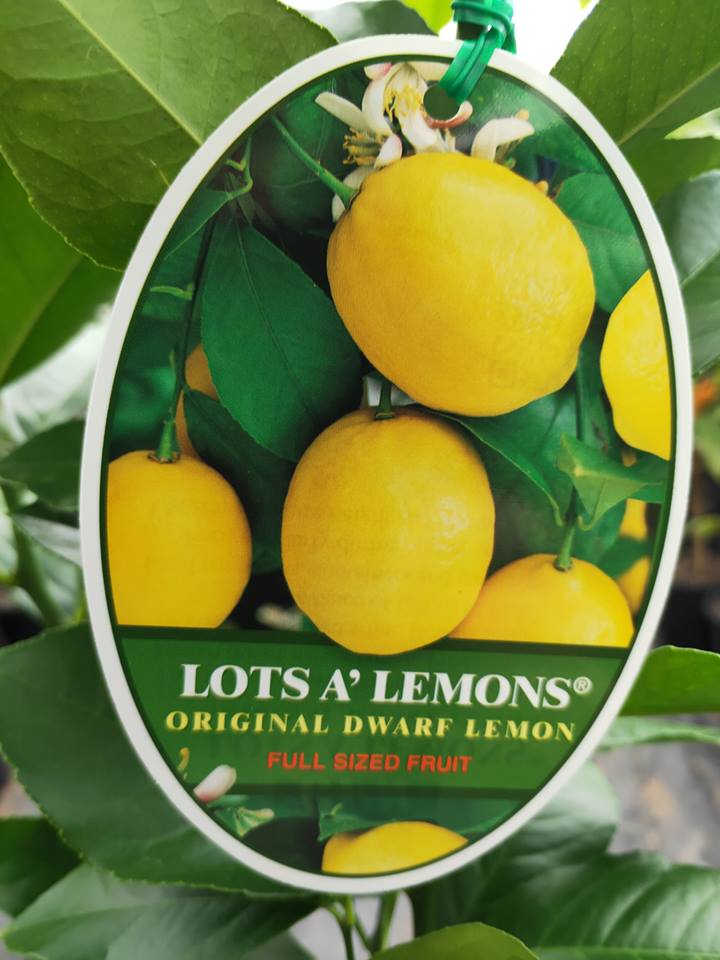 Lotsa Lemons 180mm pots (QLD Only) - Ladybird Nursery