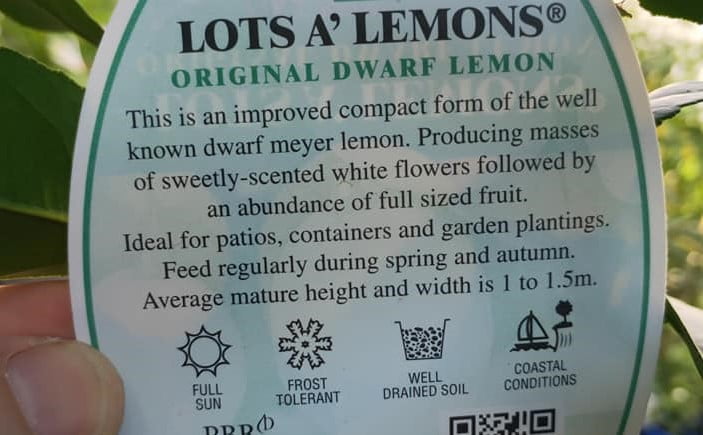 Lotsa Lemons - Large (Pickup Only) - Ladybird Nursery