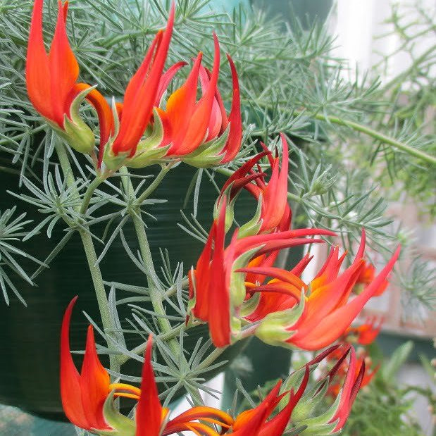 Lotus Red Flash Plant – Buy Now! – Ladybird Nursery