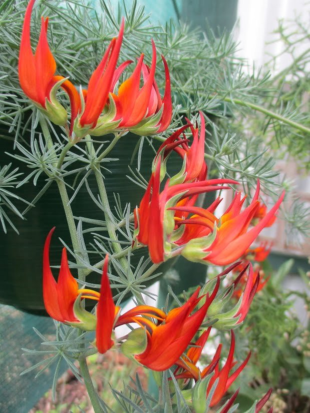 Lotus Red Flash(Lotus hybrid) - Ladybird Nursery