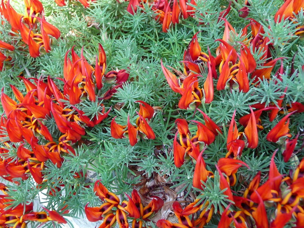 Lotus Red Flash(Lotus hybrid) - Ladybird Nursery