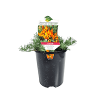 Lotus Golden Flash - Ladybird Nursery
