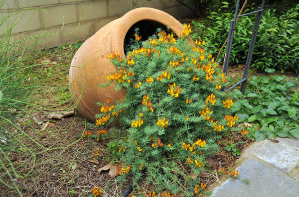 Lotus Golden Flash - Ladybird Nursery