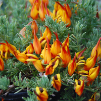 Lotus Golden Flash - Ladybird Nursery