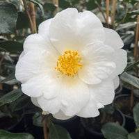 Camellia 'Lovelight' - Large - Ladybird Nursery