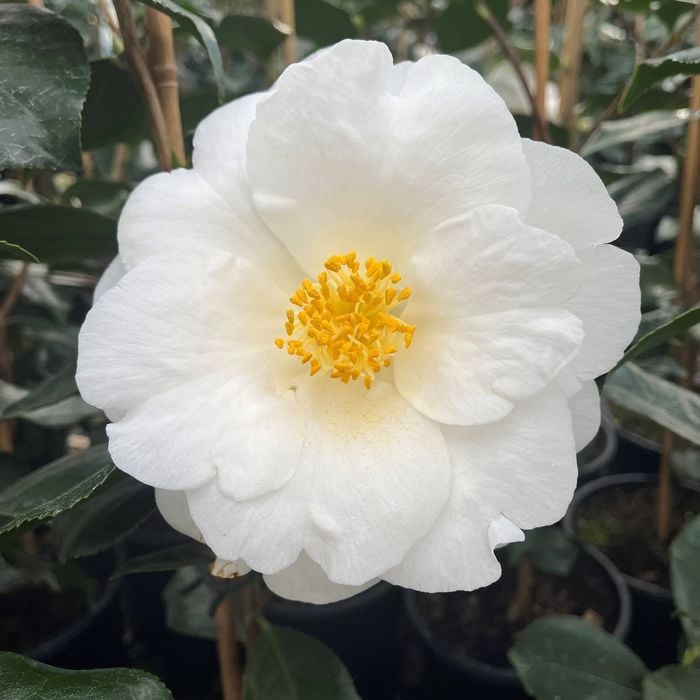 Camellia 'Lovelight' - Large - Ladybird Nursery