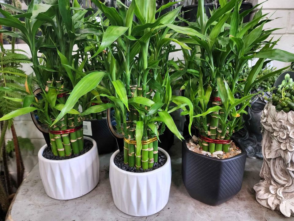 Lucky Bamboo in Medium Ceramic Pots - Ladybird Nursery