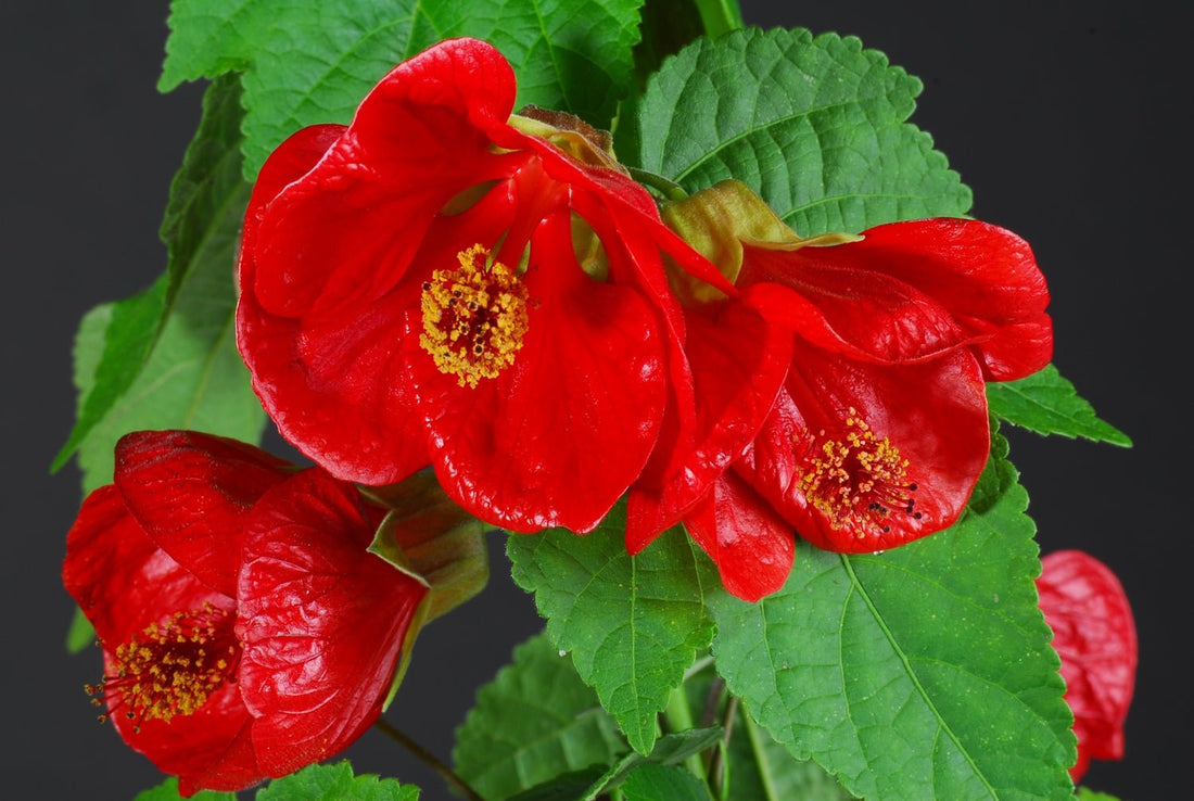 Chinese Lantern Red (Abutilon) - Ladybird Nursery