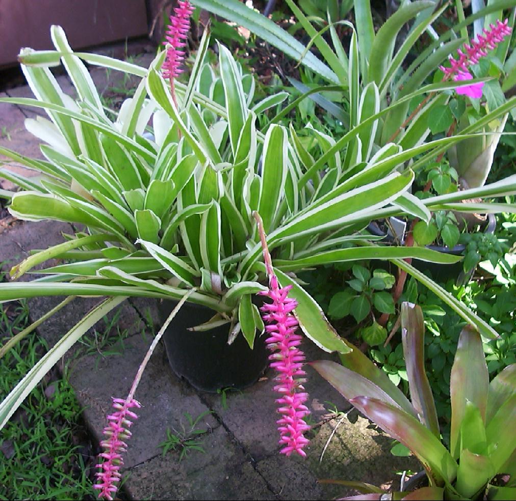 Bromeliad Variegated Matchstick (Aechmea gamosepala)