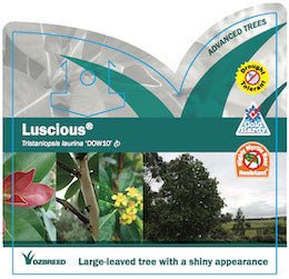 Tristaniopsis LUSCIOUS® (Tristaniopsis laurina) - Ladybird Nursery