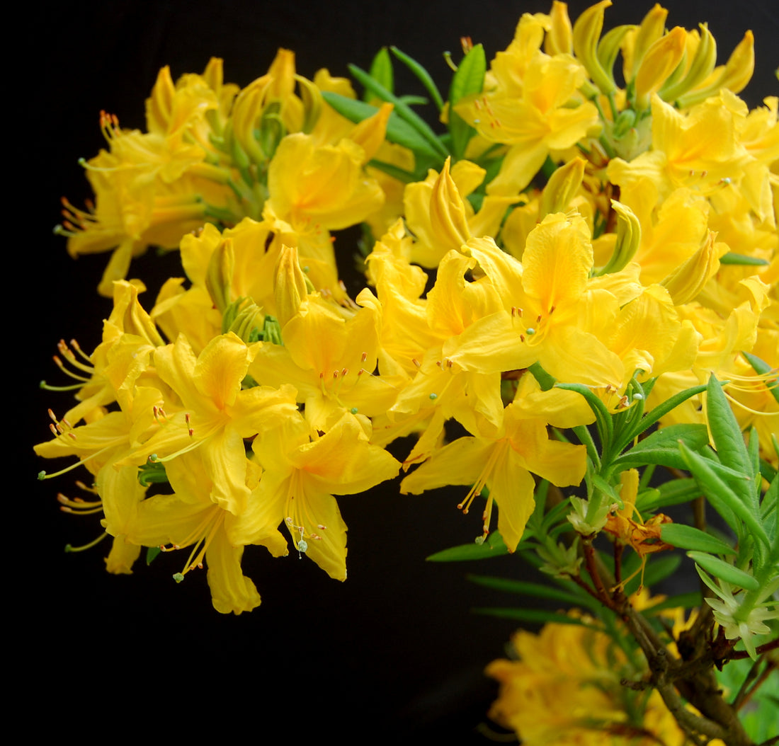 Azalea Mollis Golden Comet - Ladybird Nursery