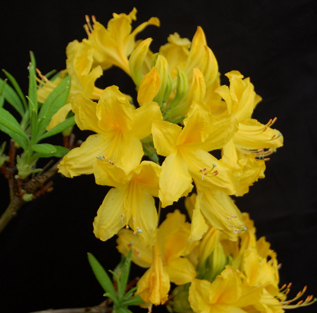 Azalea Mollis Golden Comet - Ladybird Nursery