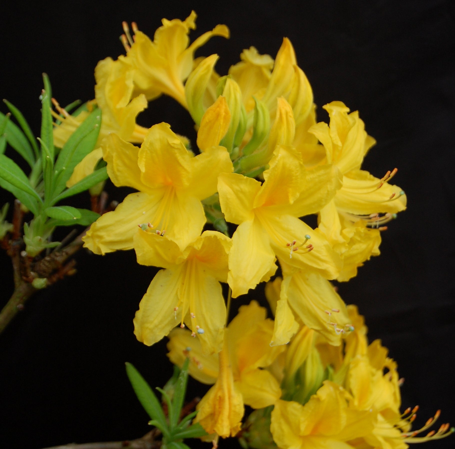 Azalea Mollis Golden Comet - Ladybird Nursery