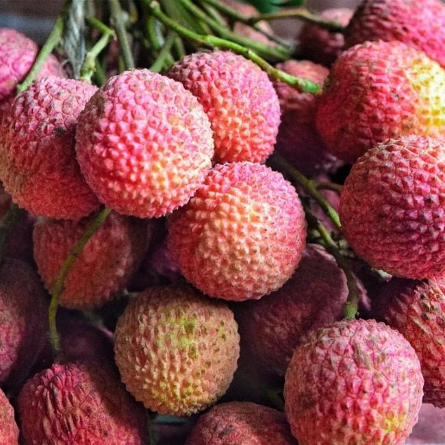 Lychee Bosworth 3 - Ladybird Nursery